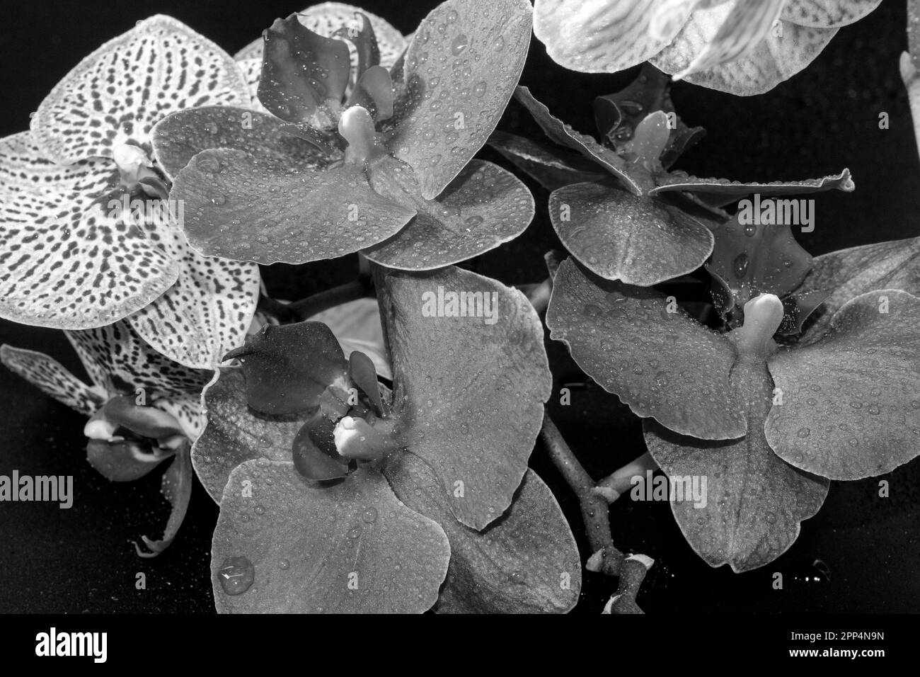Vue rapprochée de magnifiques orchidées sur un fond sombre avec des gouttes d'eau sur les pétales. Banque D'Images