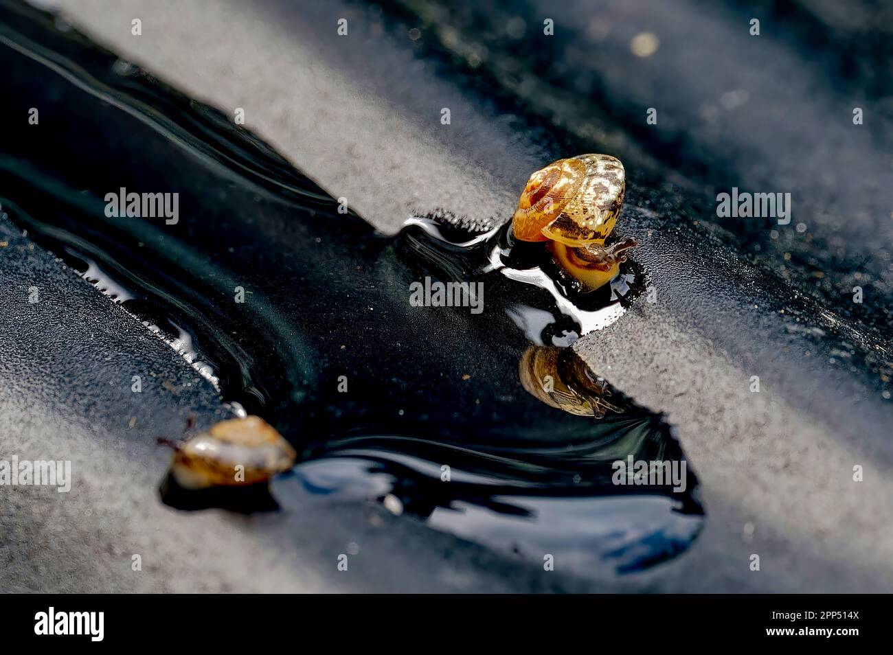 Photo macro à partir d'un petit escargot sur un sous-sol humide et noir. Banque D'Images