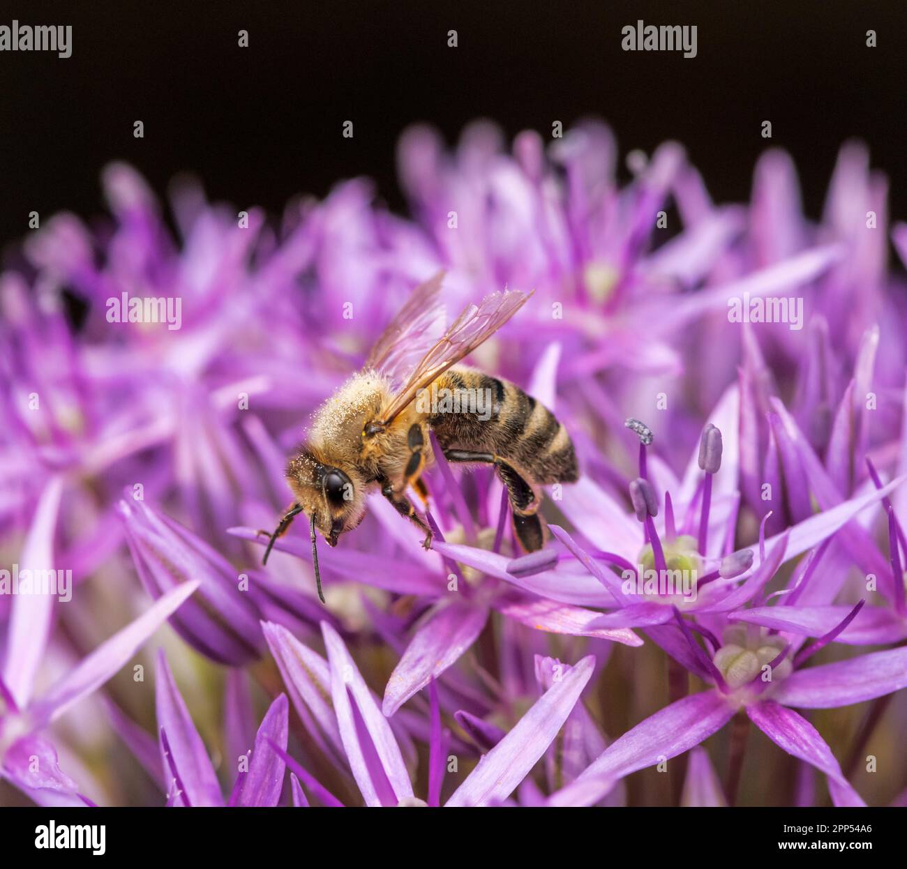 Macro d'une abeille pollinisant sur une fleur d'oignon géant violet Banque D'Images