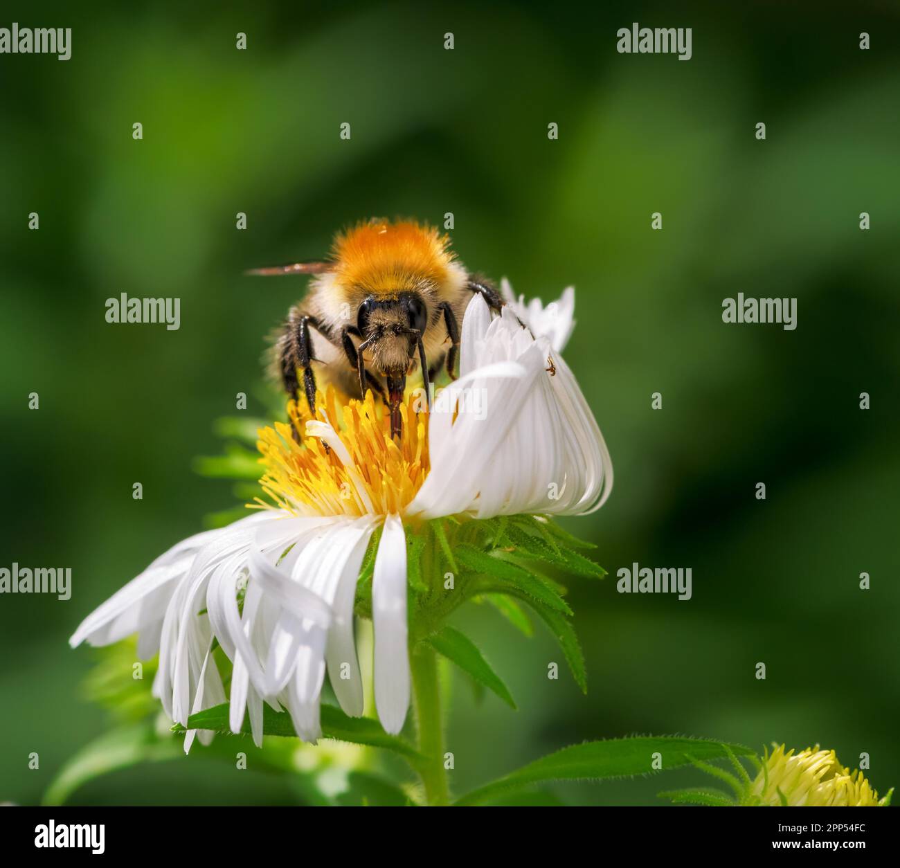 Macro d'une abeille commune de carder pollinisant sur une fleur d'aster Banque D'Images