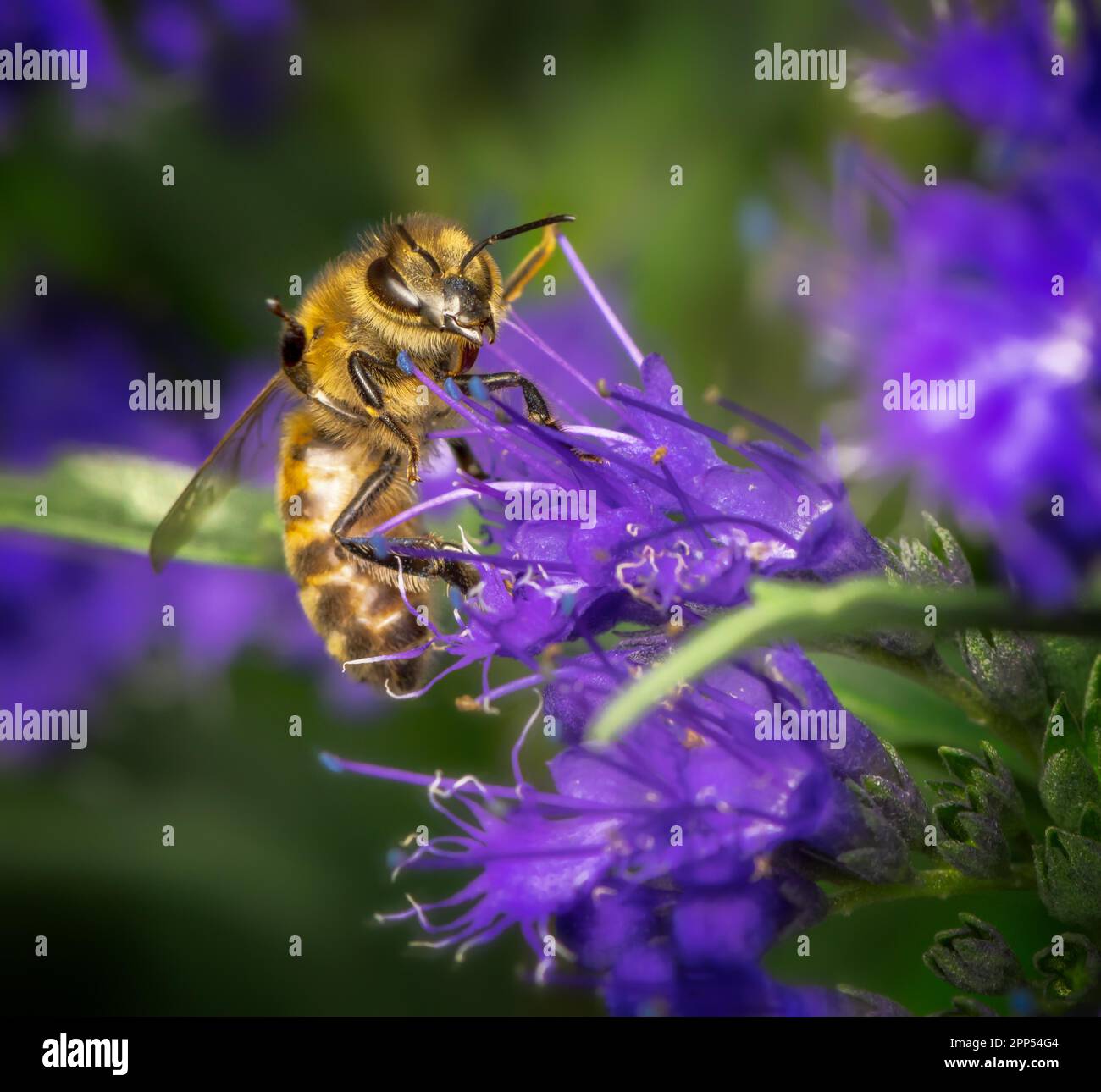 Macro d'une abeille pollinisant à une fleur de bluebeard Banque D'Images