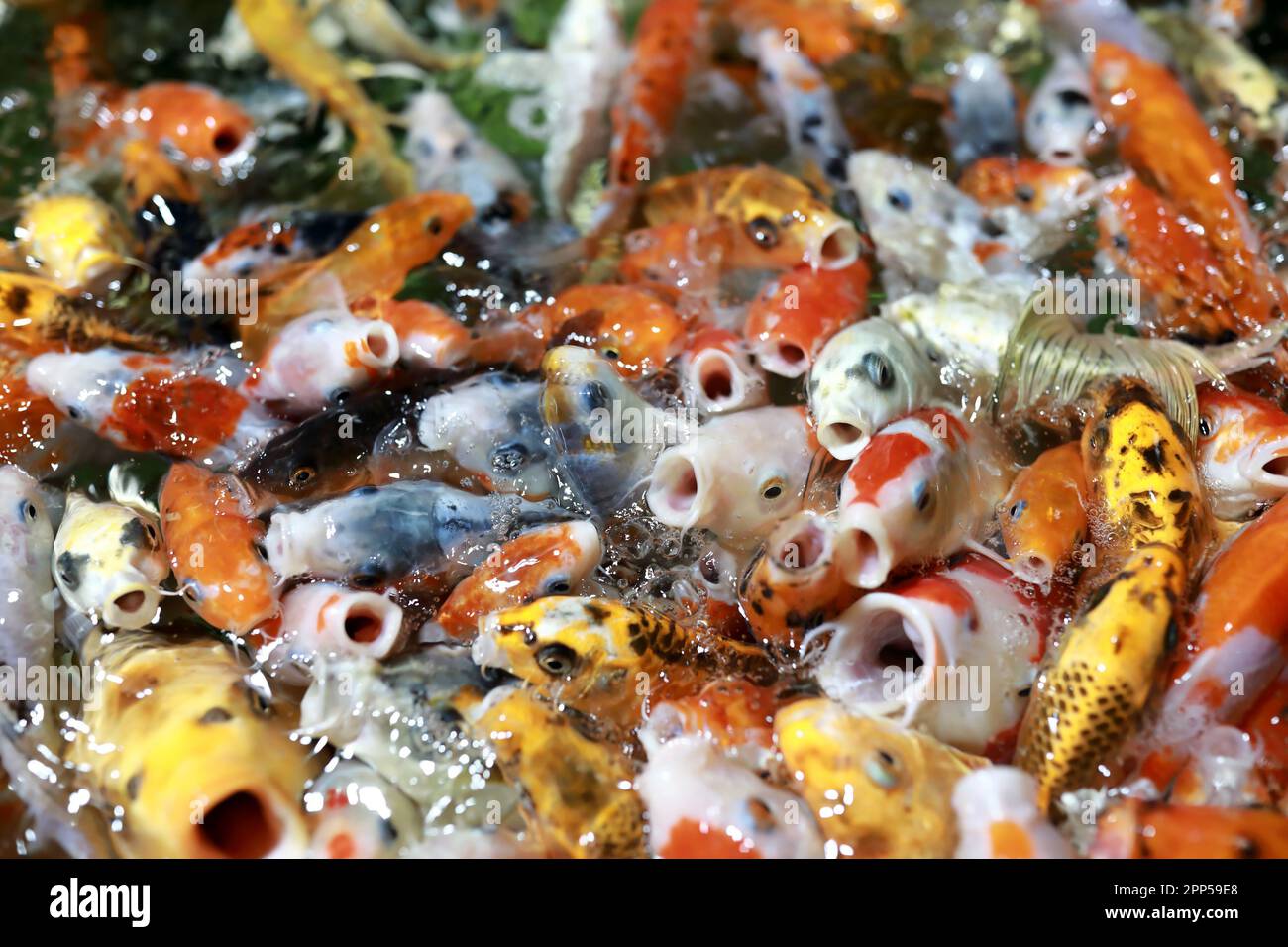 Les poissons cyprinus carpio affamés en aquarium mangent de la nourriture Banque D'Images