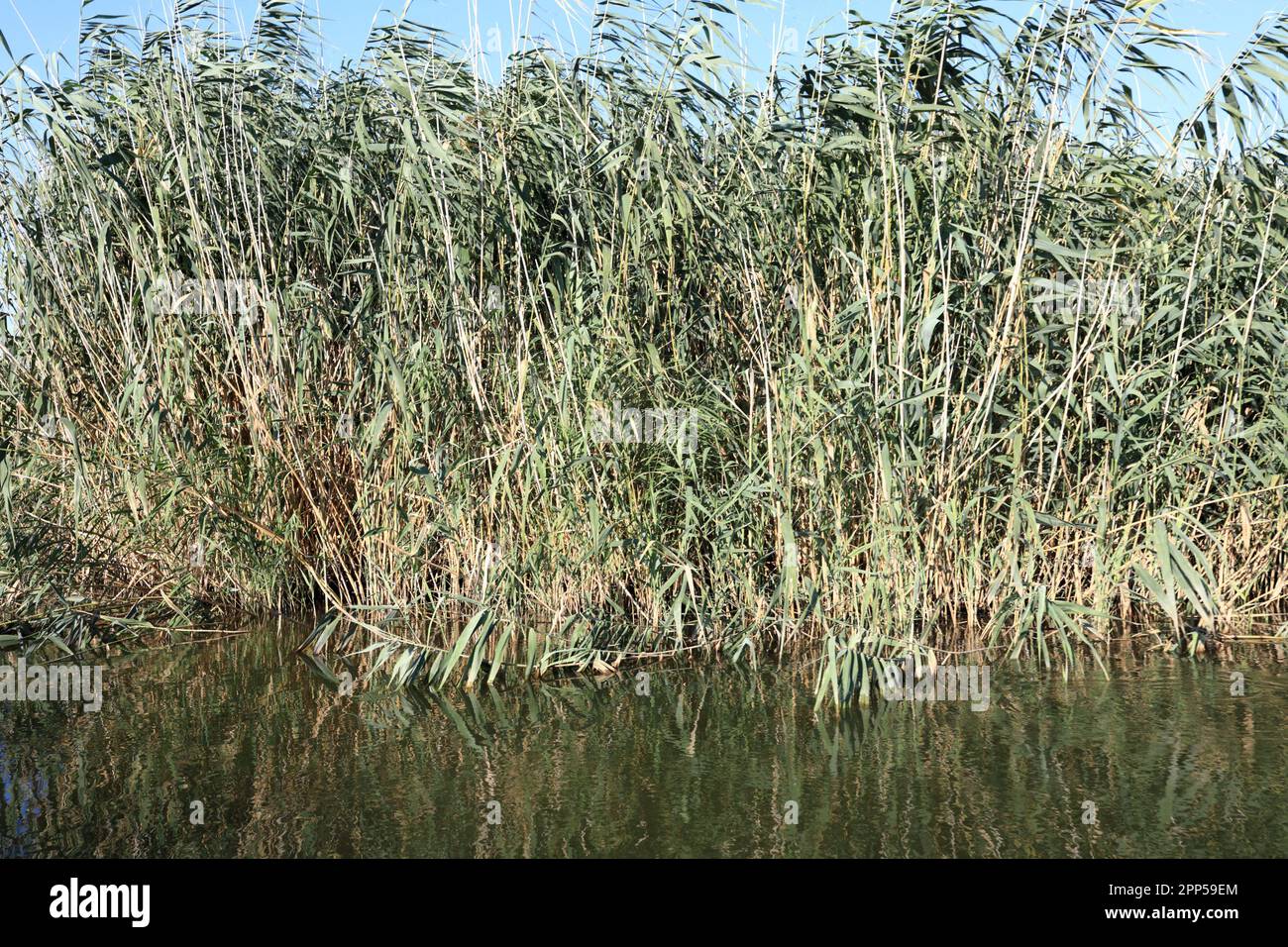 Vue sur les roseaux de l'estuaire près de Primorsko-Akhtarsk Banque D'Images