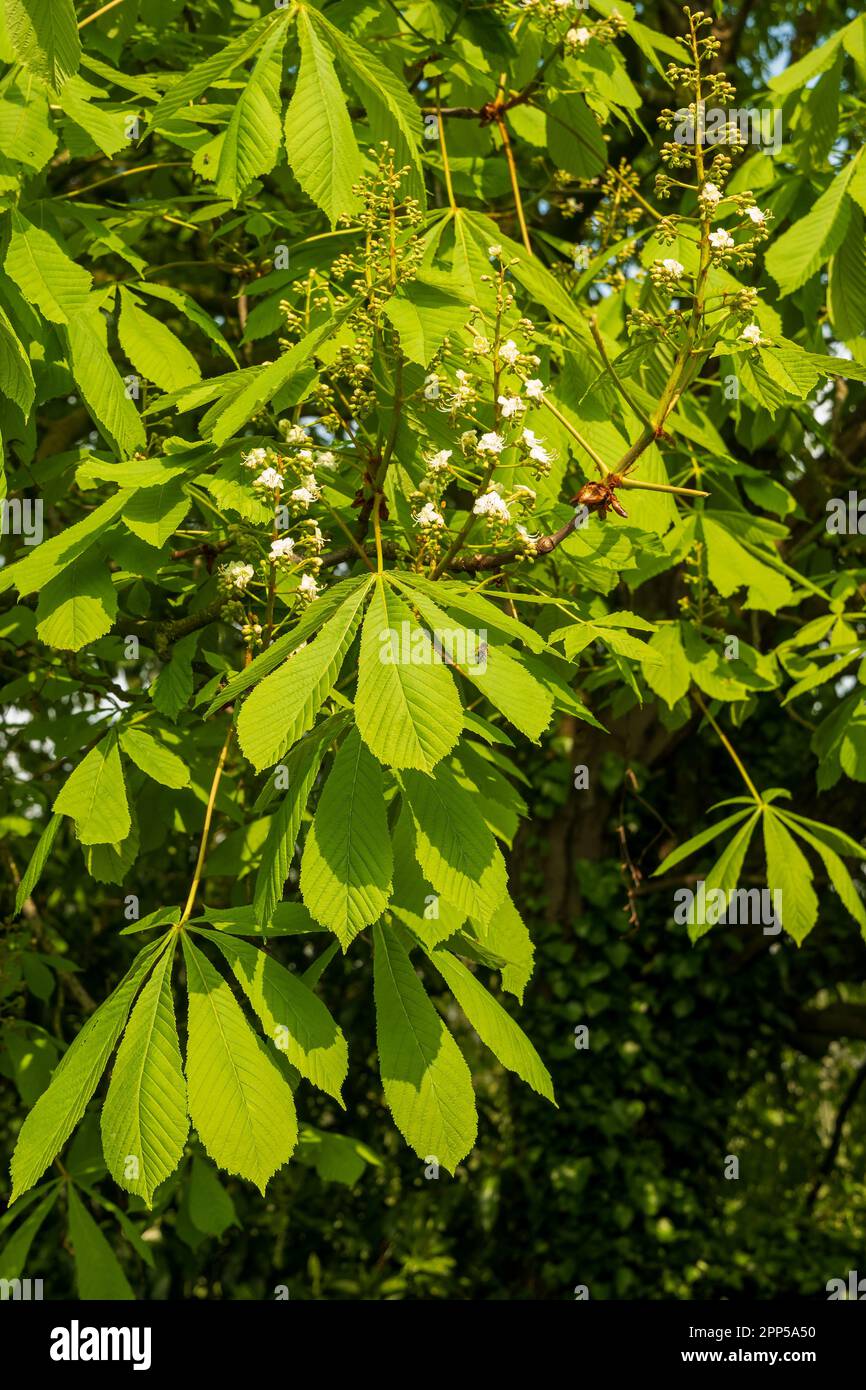 feuilles et fleurs de châtaignier au printemps. Banque D'Images
