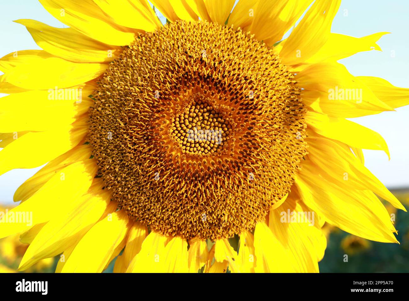 Vue sur le tournesol à l'aube en été, Russie Banque D'Images