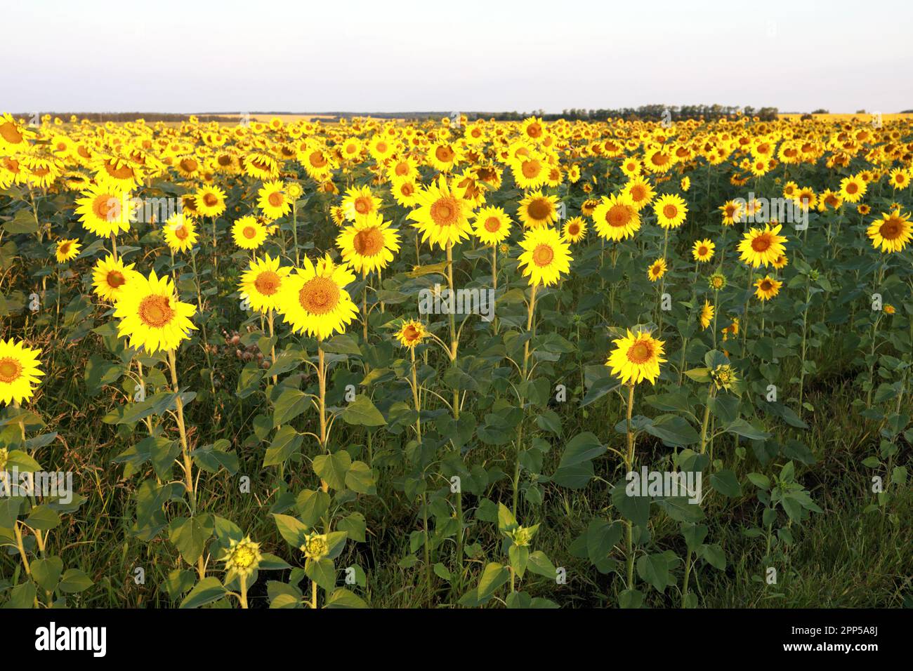 Vue sur le champ de tournesol le matin, Russie Banque D'Images