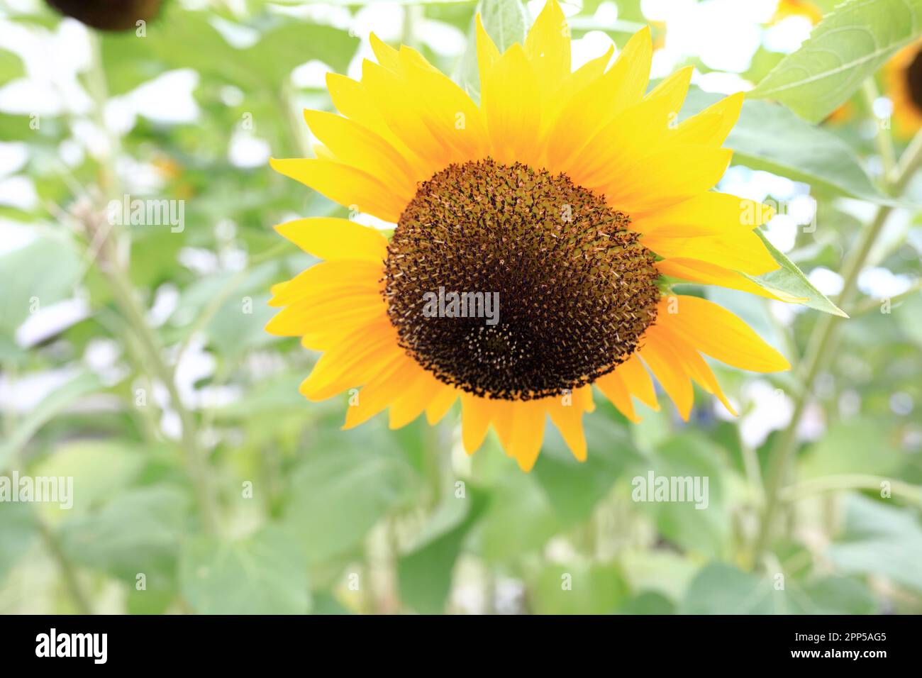 Vue sur le tournesol dans le jardin en été Banque D'Images