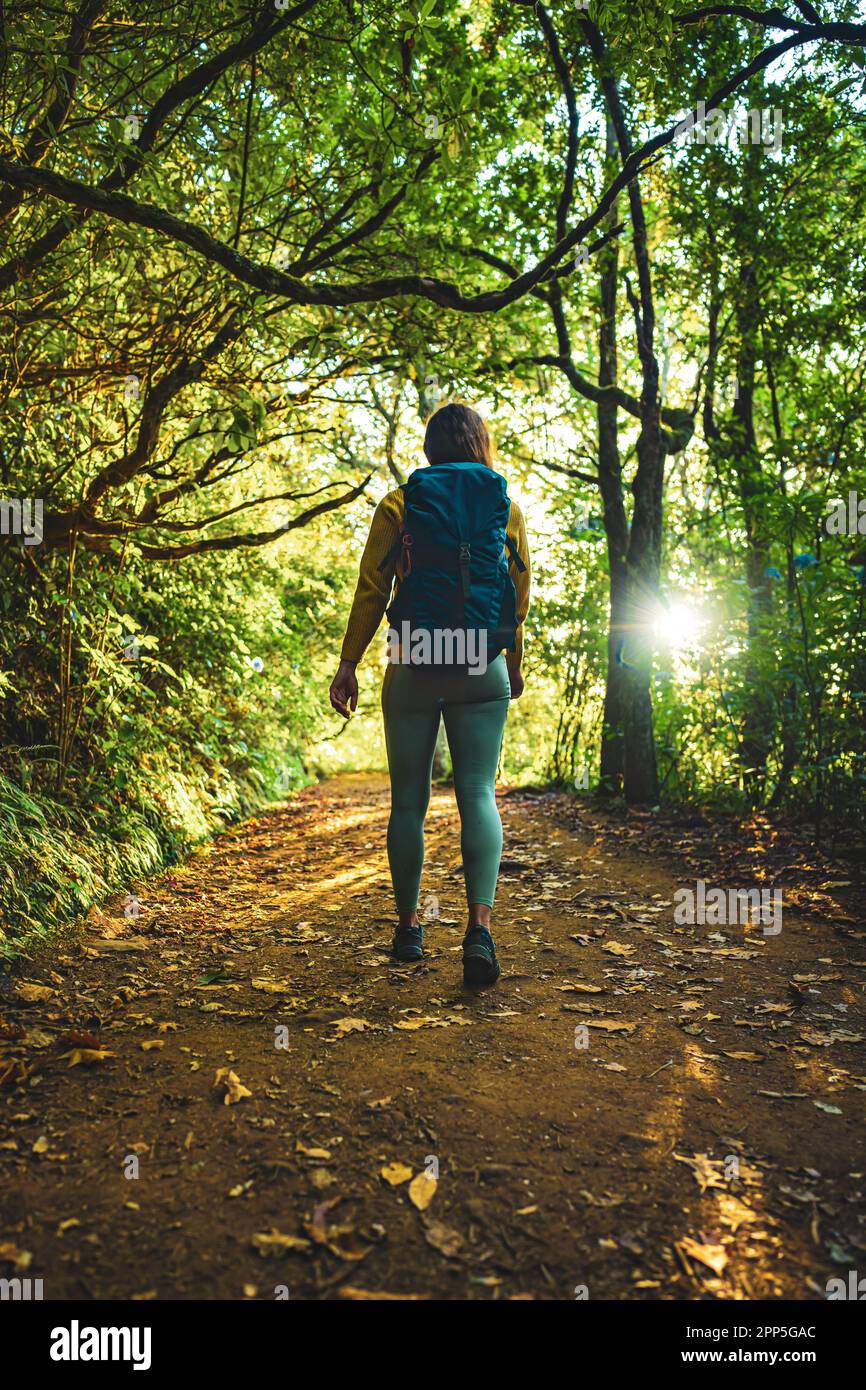 Description: Femme touristique marchant le long de la jungle sentier à côté du canal de l'eau à travers la lumière remplie forêt tropicale de Madeiran pendant l'heure d'or. Levada de Banque D'Images