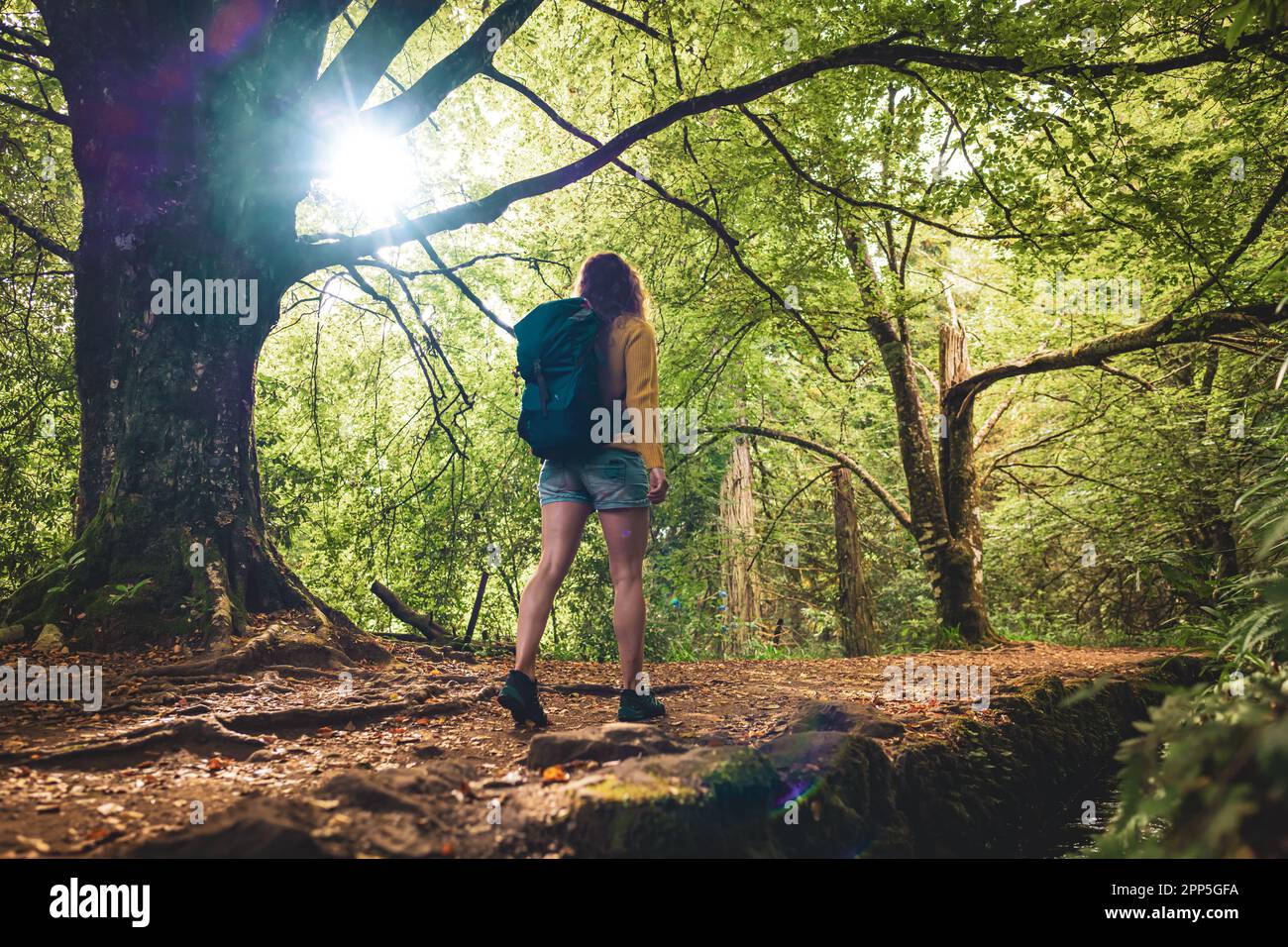 Description: Une femme de tourisme marche à côté du canal à travers la forêt tropicale de Madeiran sur le sentier de randonnée le matin. Levada de Caldeirão Verde, île de Madère Banque D'Images