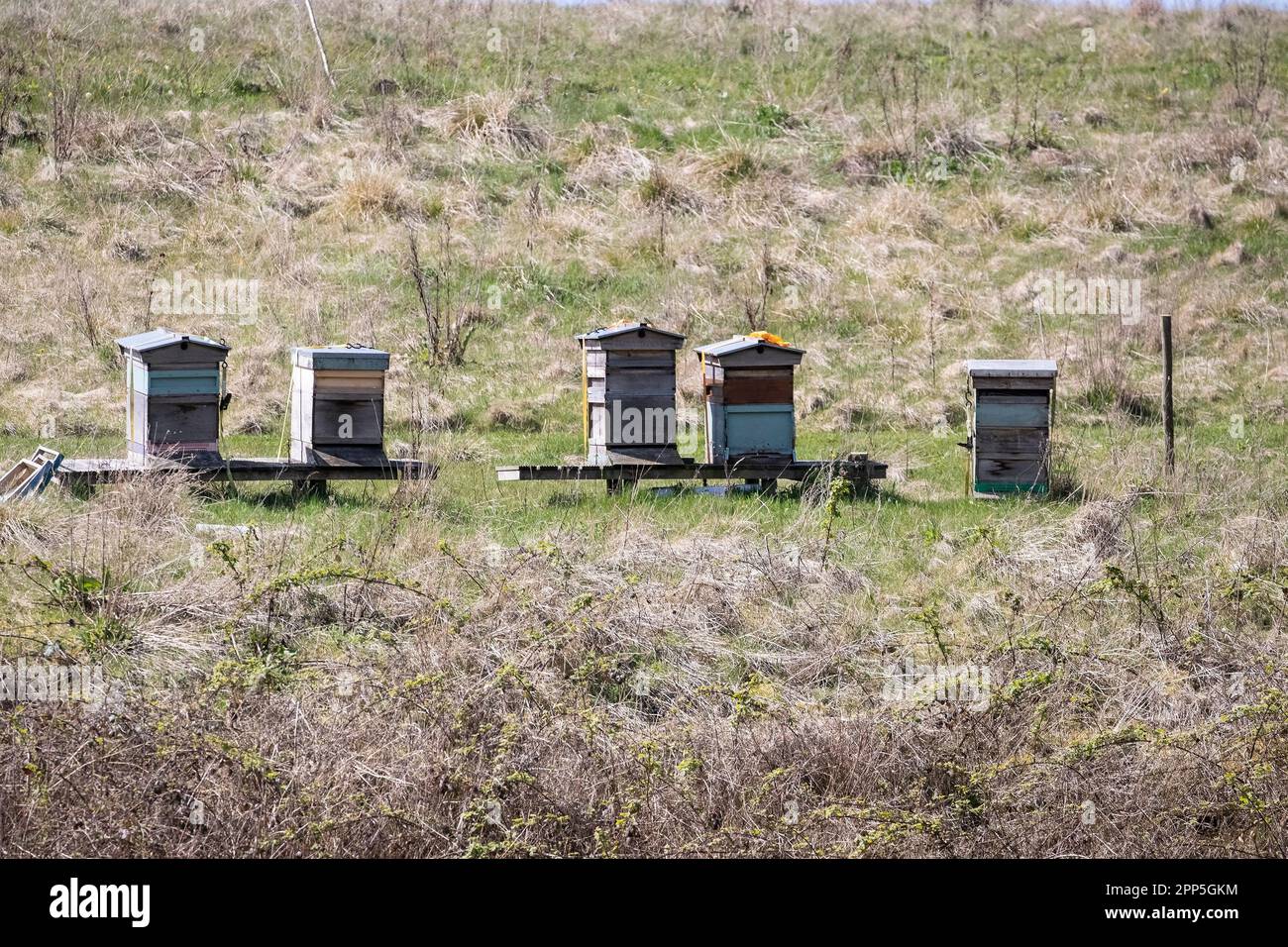 Cinq ruches ou apiaires sur une banque herbeuse dans une réserve naturelle pour encourager les abeilles à coloniser les ruches et à vivre et élever leurs jeunes Banque D'Images