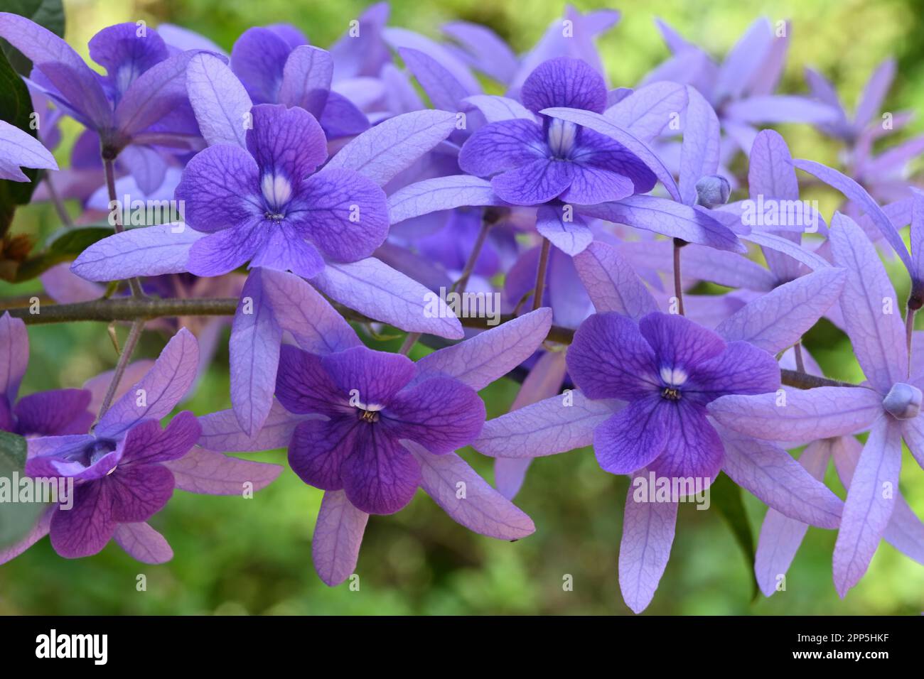 Belles fleurs papier peint vue d'une vigne en papier de verre (Petrea Volubilis). Ces fleurs de couleur violette sont également connues sous le nom de couronne pourpre Banque D'Images