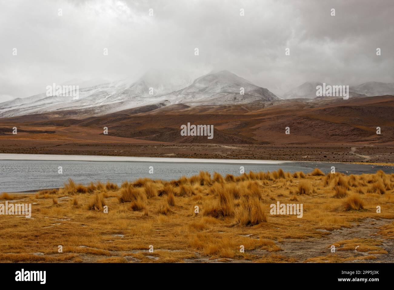 Une journée froide et nuageux à Laguna Cañapa, district de Potosí, Bolivie Banque D'Images