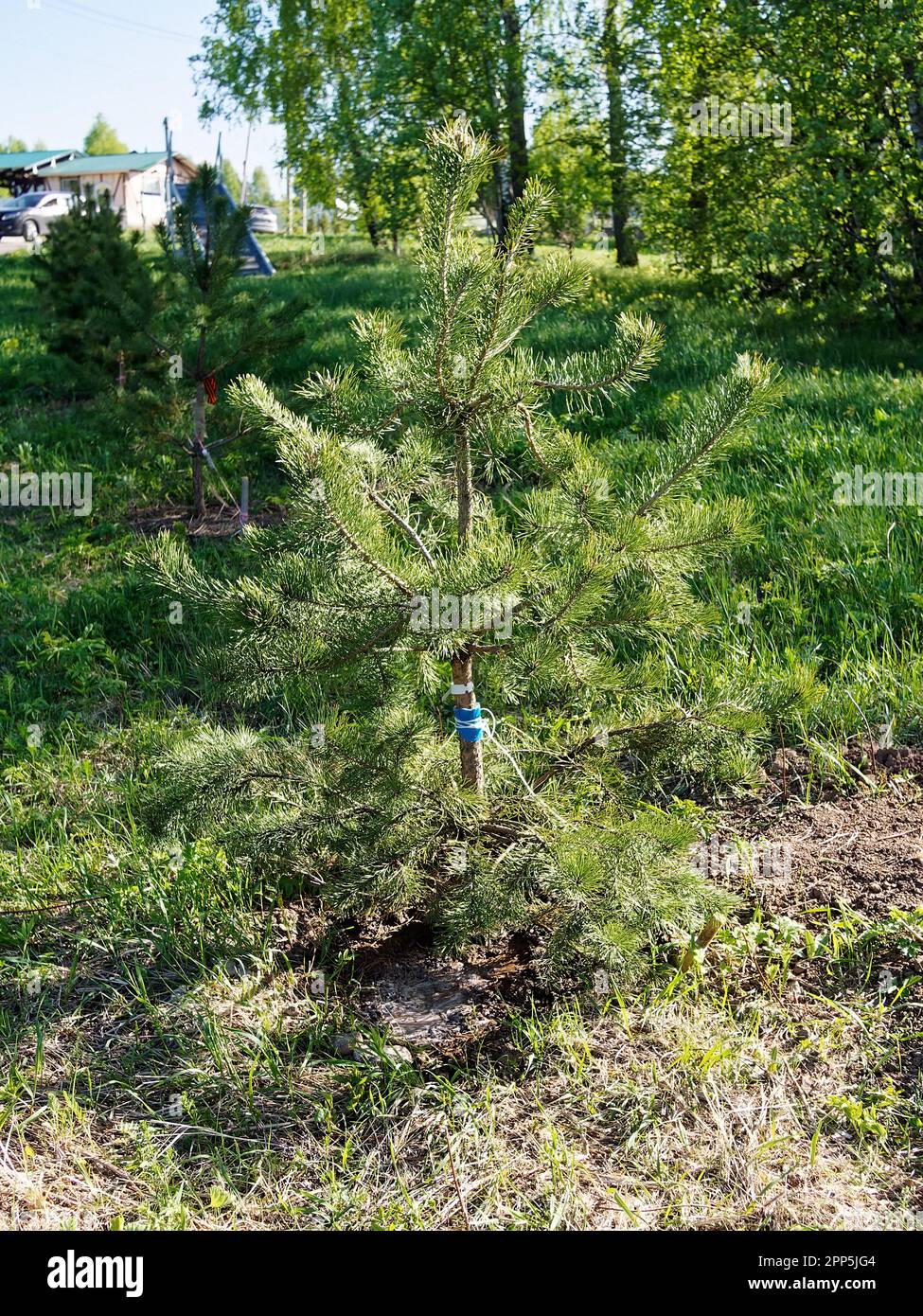 Un jeune arbre de Noël est planté au bord de la forêt, au printemps Banque D'Images