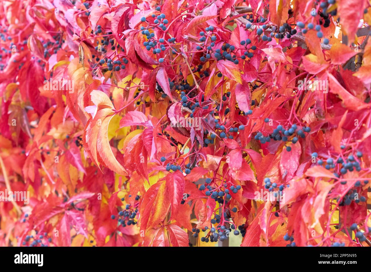 Abstrait rouge, rose et orange feuilles d'automne arrière-plan. Feuilles de vigne Creeper de Virginie multicolores sur le mur Banque D'Images