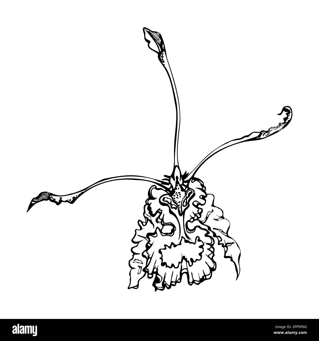 Orchidée à encre vectorielle dessinée à la main, monochrome, contour détaillé. Gros plan d'une seule fleur exotique de psypsis. Isolé sur fond blanc. Conception Illustration de Vecteur