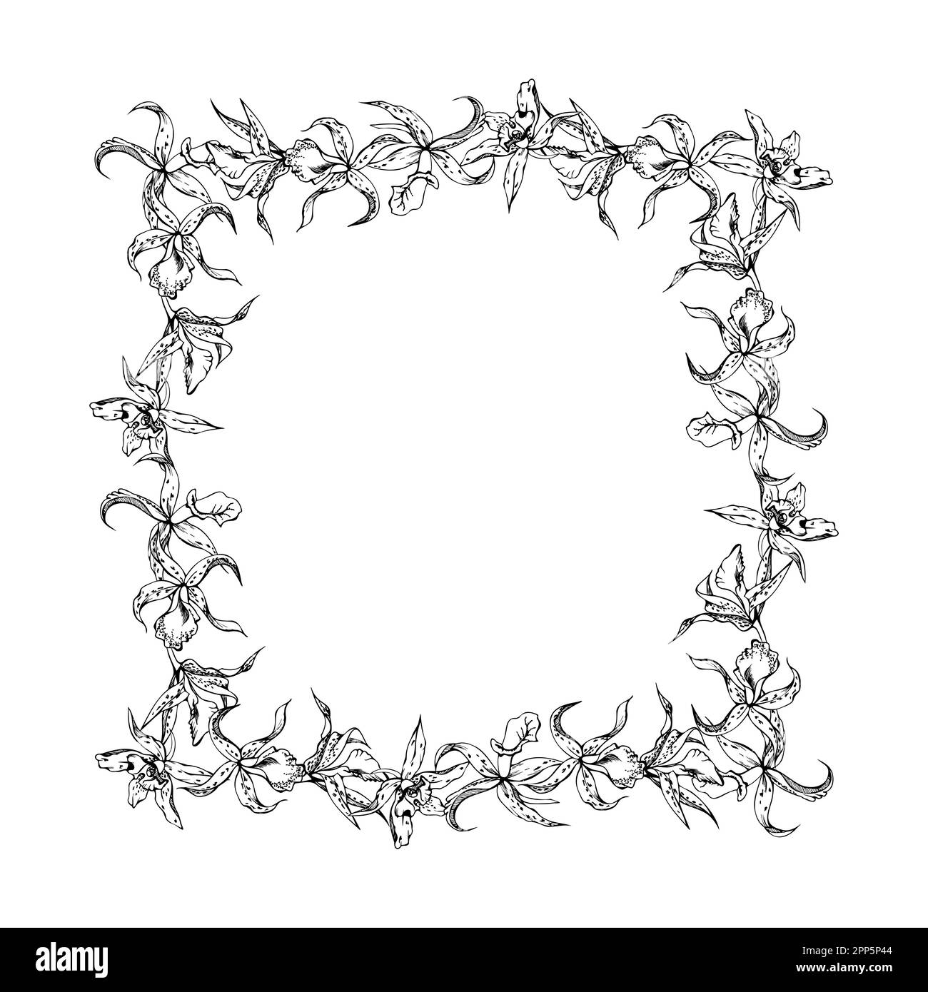 Fleurs et branches d'orchidées à encre vectorielle dessinées à la main, monochrome, contour détaillé. Composition horizontale du cadre. Isolé sur fond blanc. Conception Illustration de Vecteur