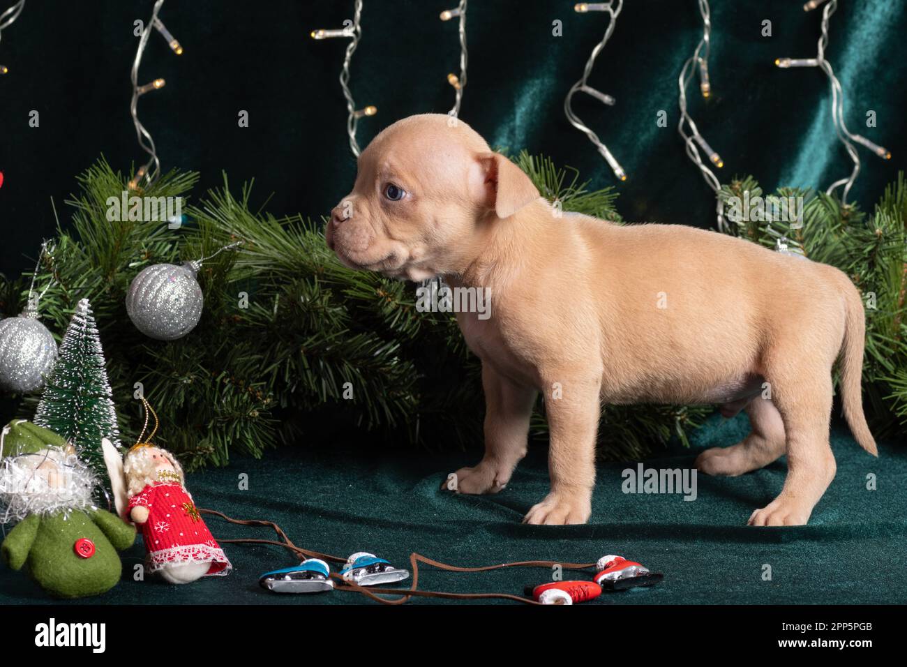 Petit chiot Bully américain mignon regardant un arbre de Noël décoré de jouets, flocons de neige, cônes, patins à glace et anges. Noël et nouvel an pour Banque D'Images