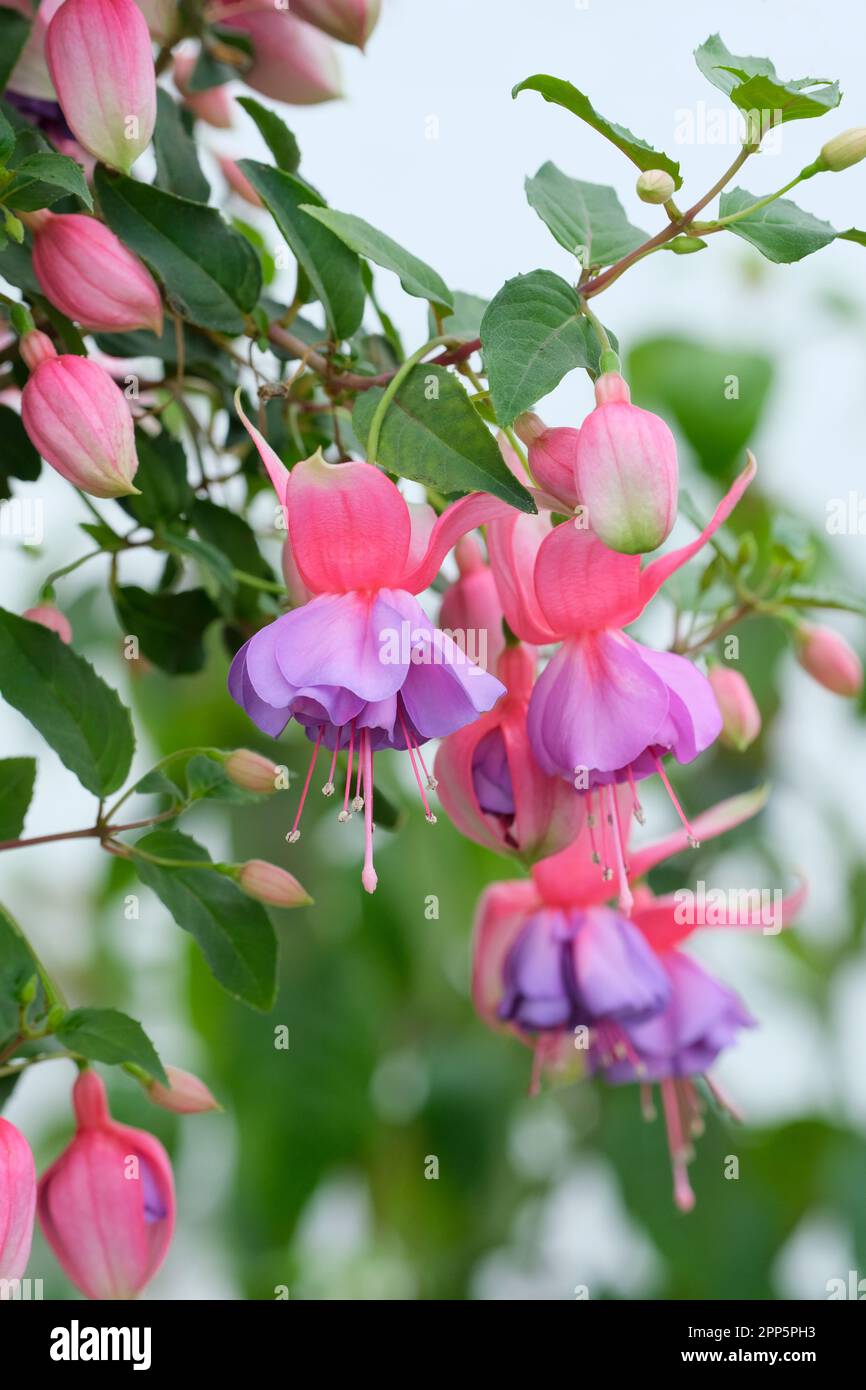 Fuchsia Madeleine Sweeney, feuillage vert foncé, double rose foncé et fleurs rose magenta, corolles pourpres pâle Banque D'Images