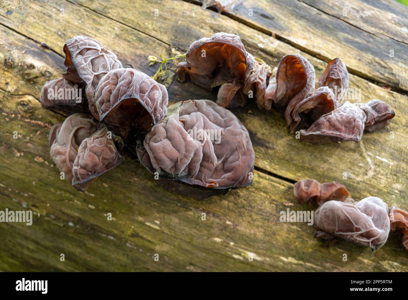 Oreille de Jew ou oreille de gelée, Auricularia auricula-judae, champignon poussant sur le tronc de l'arbre, pays-Bas Banque D'Images