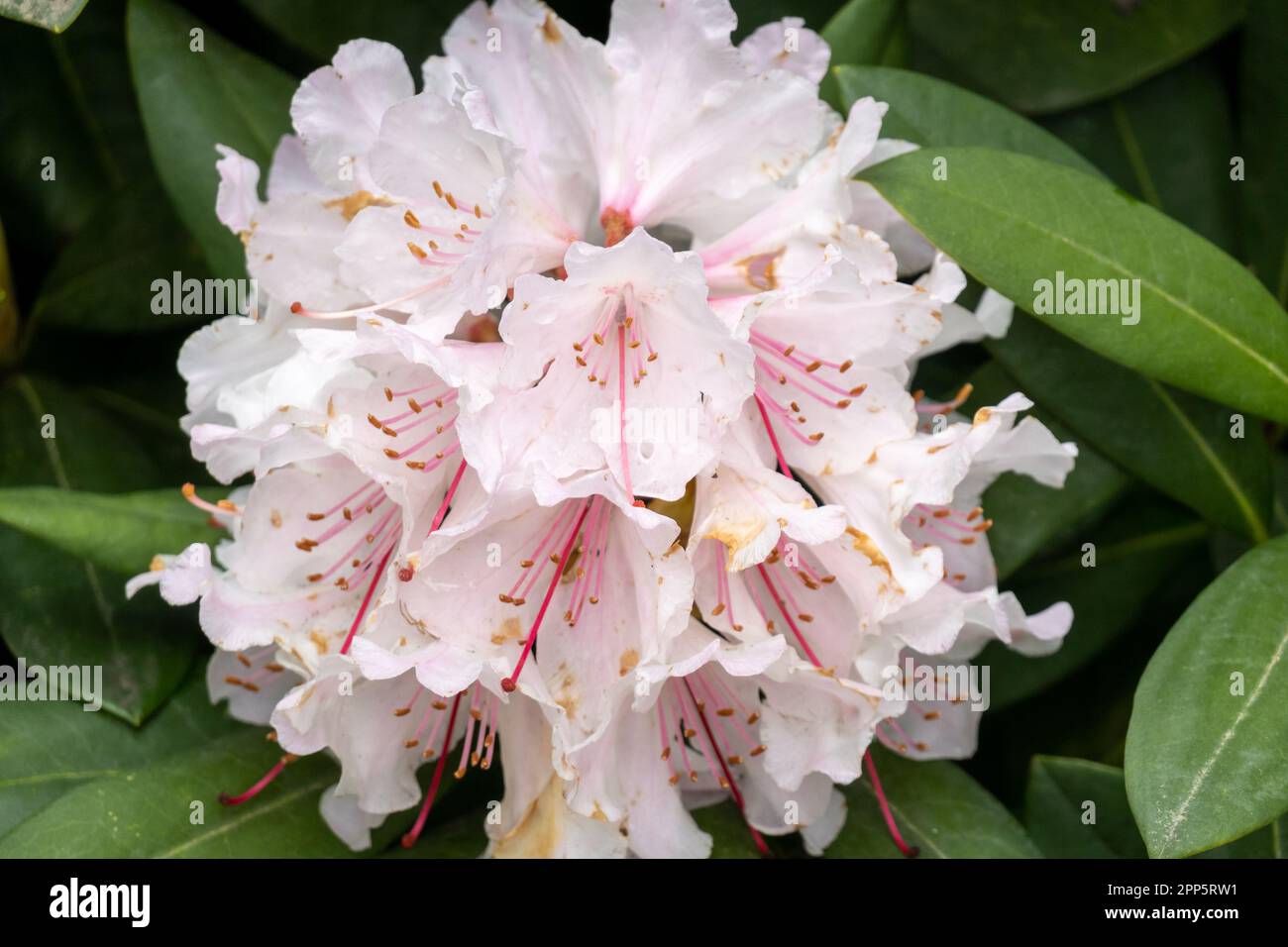 Rhododendron, groupe de fleurs rose clair presque blanches au printemps, pays-Bas Banque D'Images