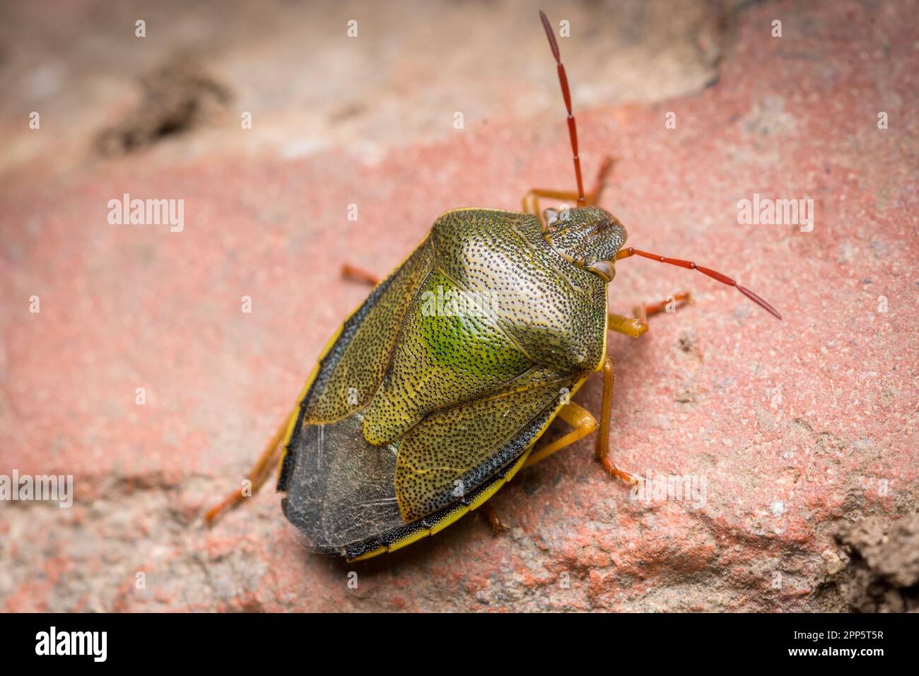Un insecte de bouclier de gorge (Piezodorus lituratus) reposant sur la pierre. Vue près de Nosen's point, Seaham, comté de Durham. Banque D'Images