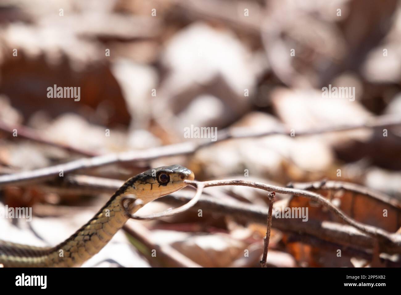 Un jeune serpent à jarretière émerge de sa tête au début du printemps au Canada Banque D'Images