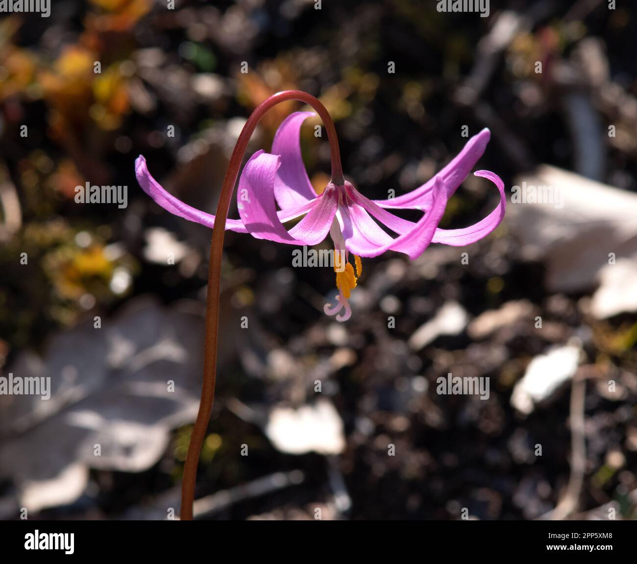 Erythronium revolutum KNightshayes Rose Banque D'Images