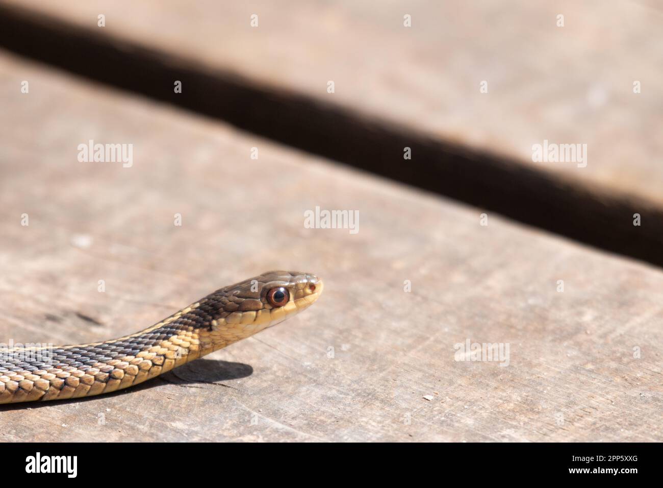 Un jeune serpent à jarretière émerge de sa tête au début du printemps au Canada Banque D'Images