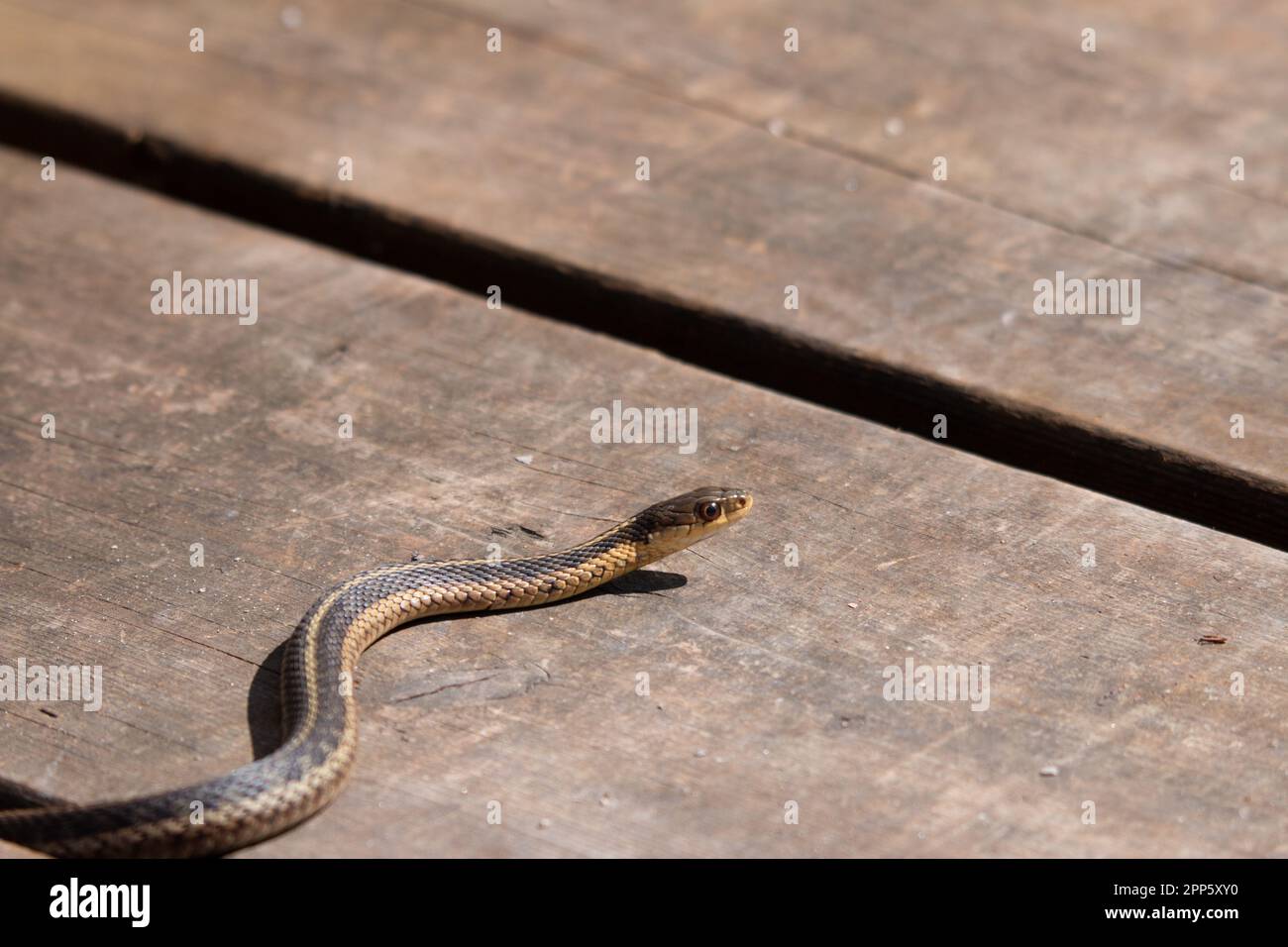 Un jeune serpent à jarretière émerge de sa tête au début du printemps au Canada Banque D'Images
