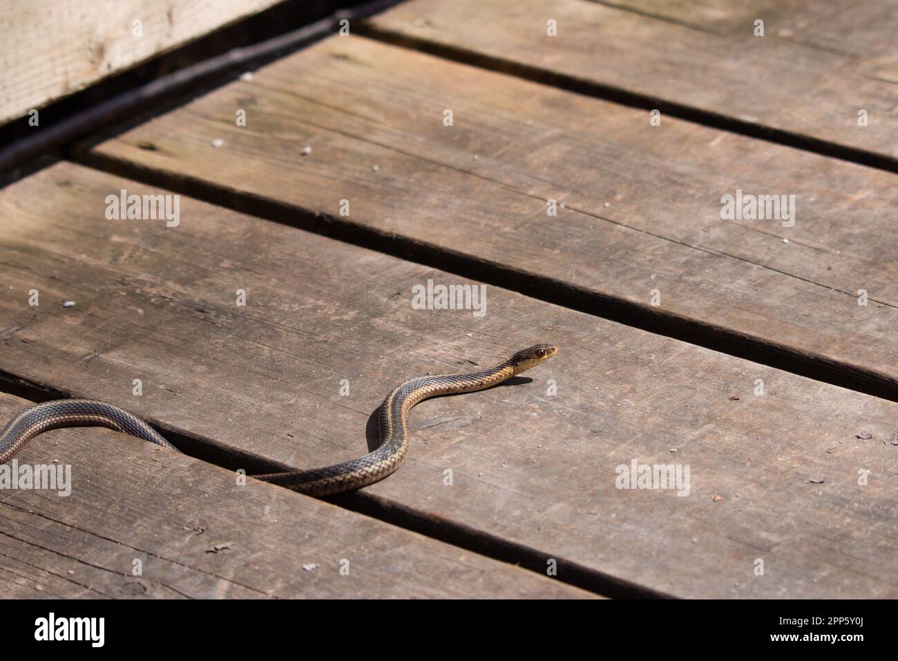Un jeune serpent à jarretière émerge de sa tête au début du printemps au Canada Banque D'Images