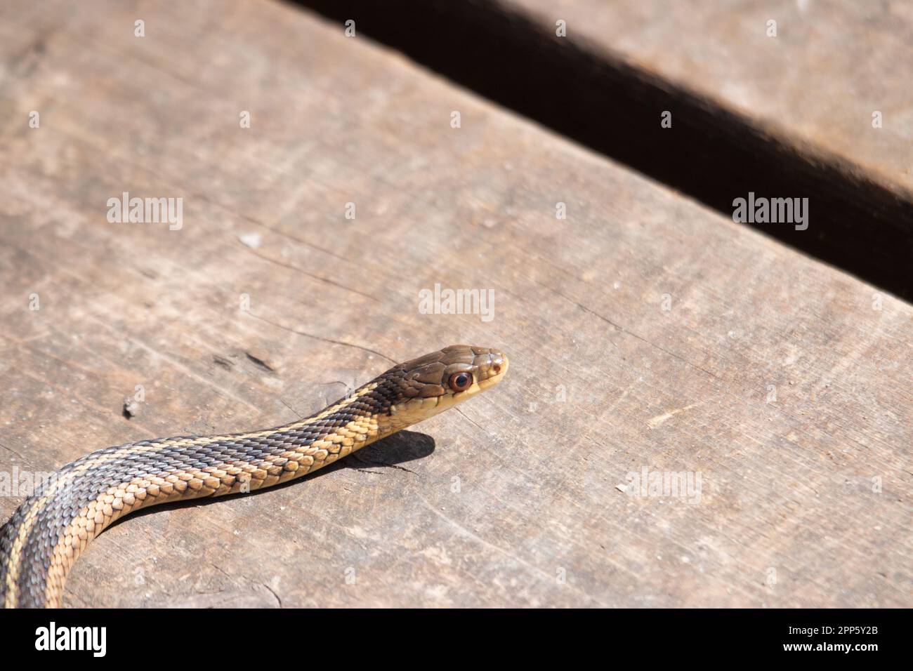 Un jeune serpent à jarretière émerge de sa tête au début du printemps au Canada Banque D'Images