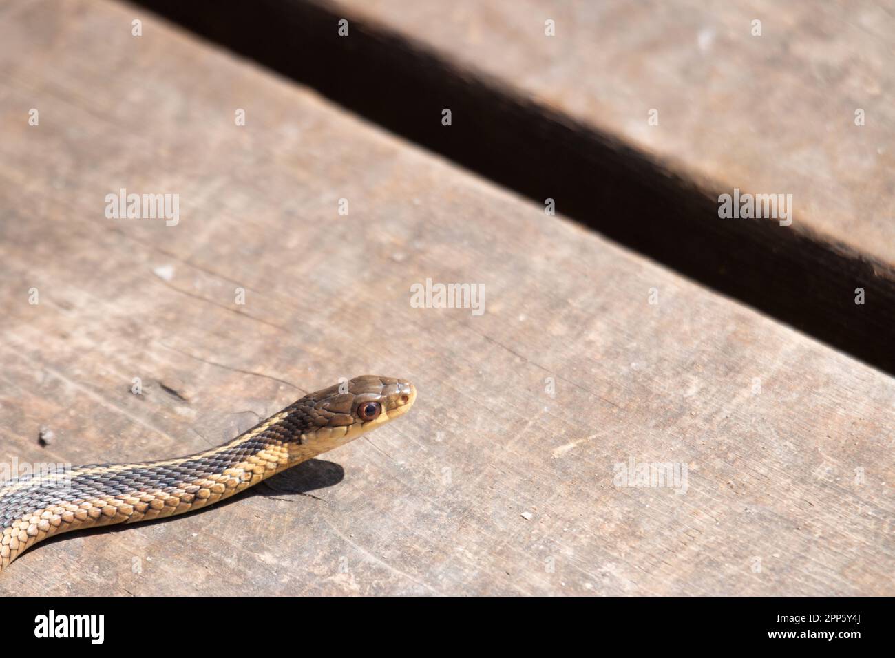 Un jeune serpent à jarretière émerge de sa tête au début du printemps au Canada Banque D'Images