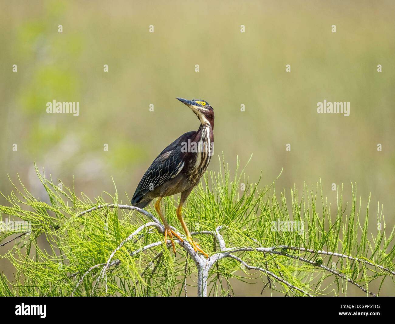 Little Green Heron dans le parc national des Everglades, dans le sud de la Floride, aux États-Unis Banque D'Images