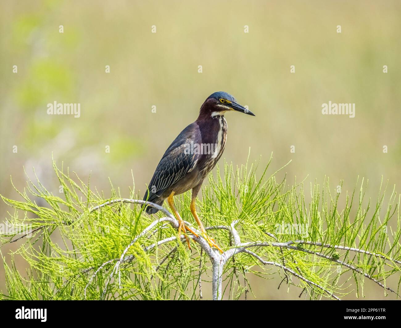 Little Green Heron dans le parc national des Everglades, dans le sud de la Floride, aux États-Unis Banque D'Images