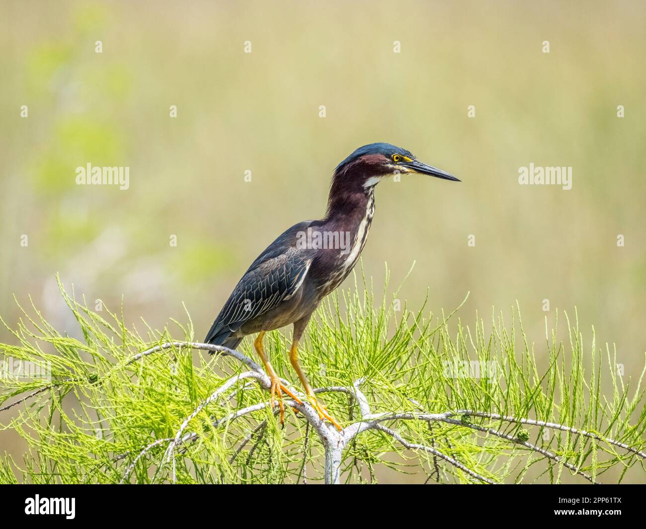 Little Green Heron dans le parc national des Everglades, dans le sud de la Floride, aux États-Unis Banque D'Images Little Green Heron dans le parc national des Everglades, dans le sud de la Floride, aux États-Unis Banque D'Images