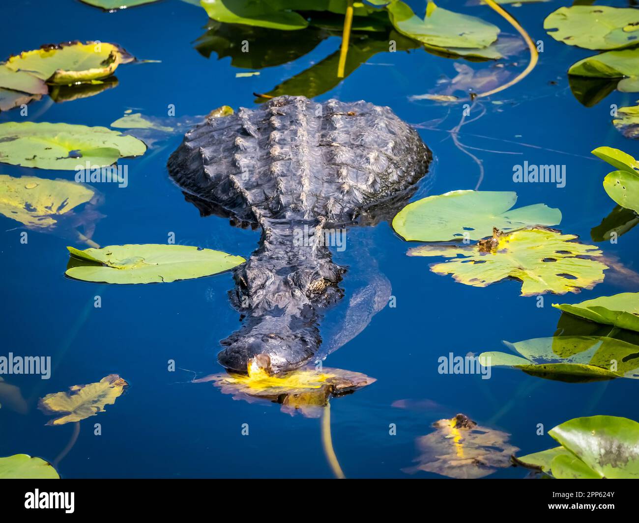 Alligator américain dans l'eau avec Lily Pads sur la piste Anhinga dans la région de Royal Palm du parc national des Everglades, dans le sud de la Floride des États-Unis Banque D'Images
