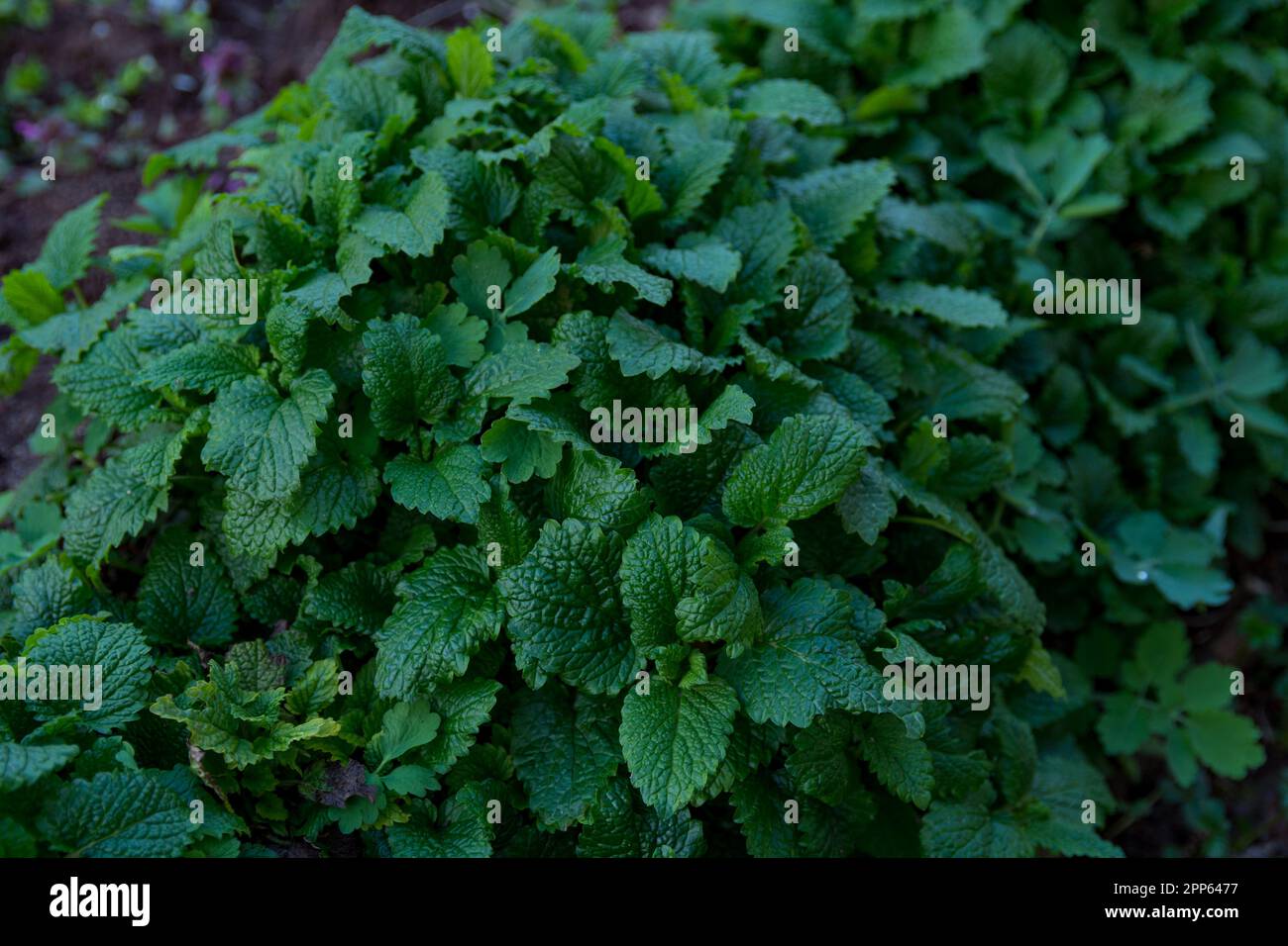 Un magnifique fond vert avec une plante luxuriante de baume de citron en pleine fleur le jour de printemps dans le jardin. Arrière-plan naturel avec espace de copie Banque D'Images