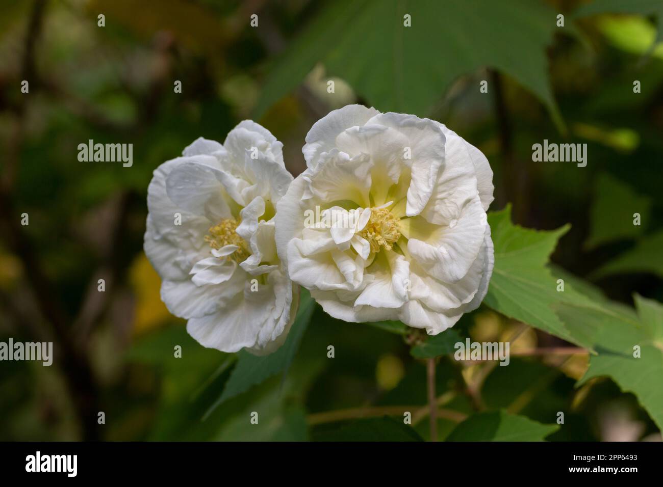 Rose fleur rugosa blanc, poussent dans le foyer sélectif de jardin. Banque D'Images