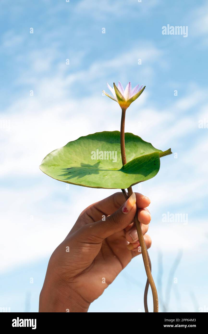 Tenir le nénuphar jusqu'au ciel. Nelumbo nucifera, également connu sous le nom de lotus indien, lotus sacré, haricot de l'Inde, haricot égyptien ou simplement lotus, espèce de p aquatique Banque D'Images