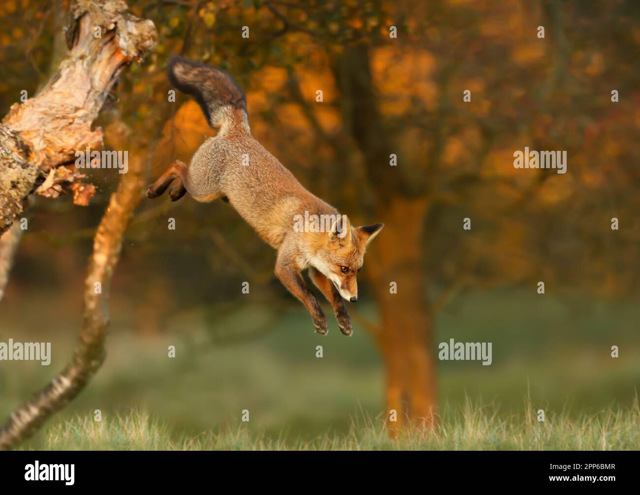 Gros plan d'un renard roux sautant d'un arbre, Royaume-Uni. Banque D'Images