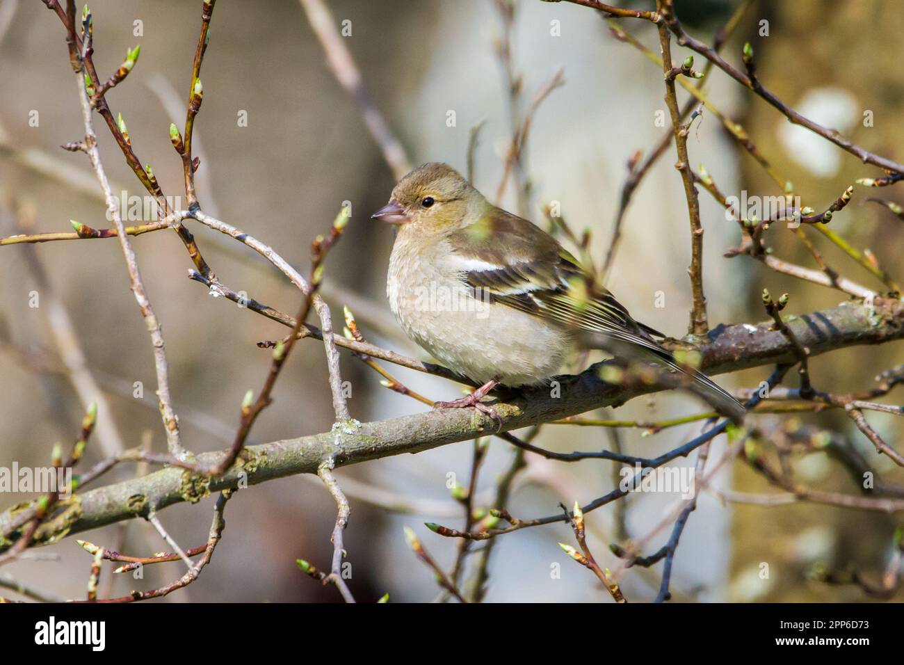 Femelle de chaffinch (Fringilla coelebs) Banque D'Images
