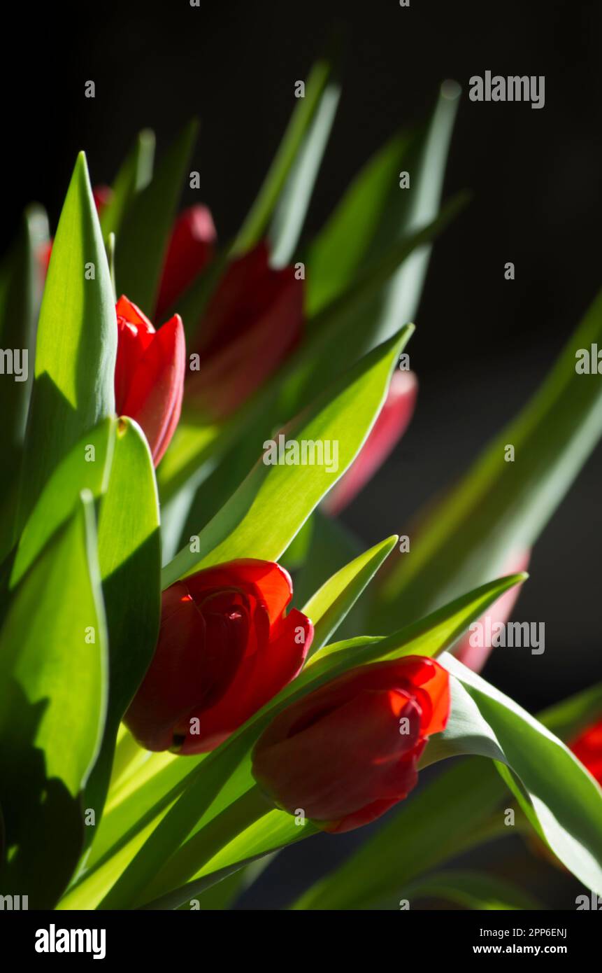 Tulipe rouge Banque D'Images