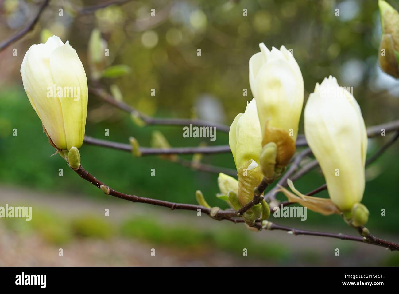 Jaune Magnolia une tête de fleur en jaune, Magnoliopsida Banque D'Images