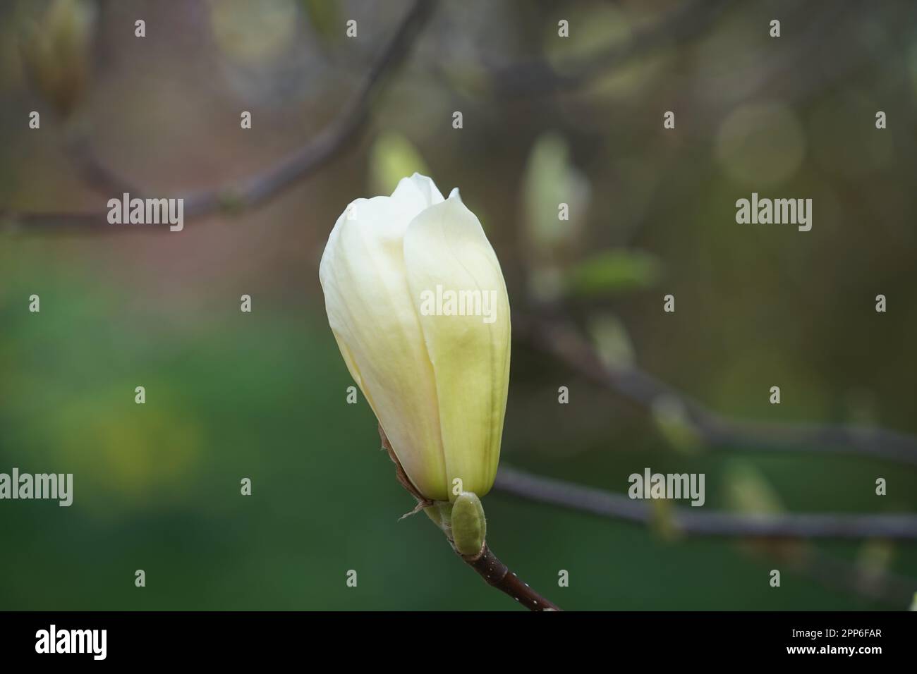 Jaune Magnolia une tête de fleur en jaune, Magnoliopsida Banque D'Images