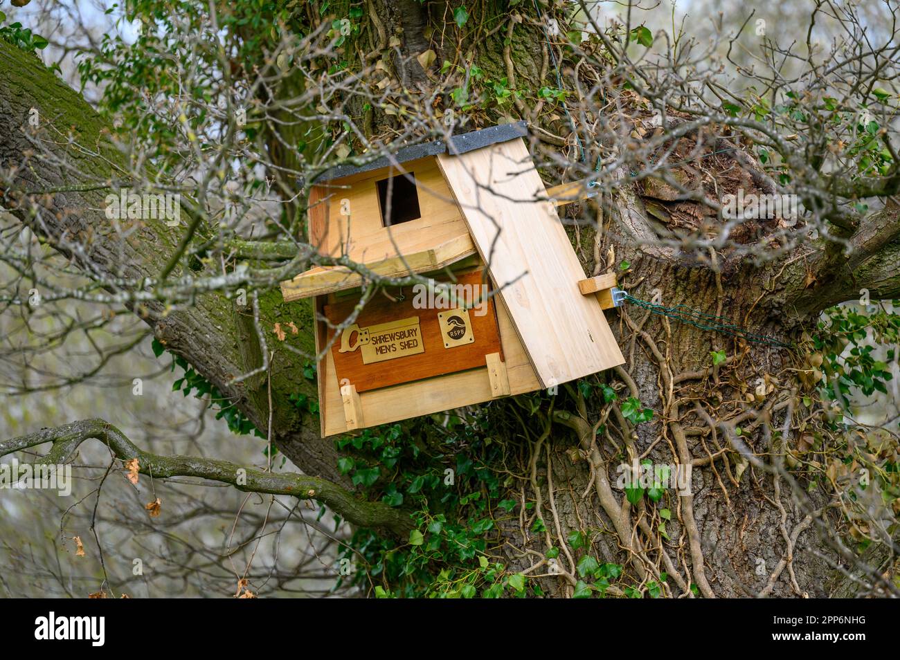 Un hibou en bois mal érigé niche dans un grand arbre sur le bord d'un champ. Banque D'Images