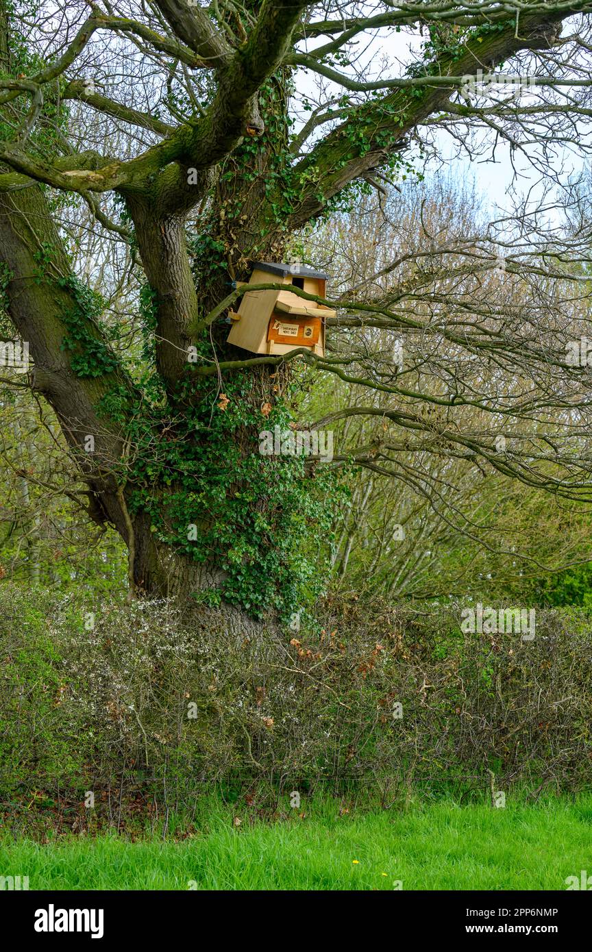 Un hibou en bois mal érigé niche dans un grand arbre sur le bord d'un champ. Banque D'Images