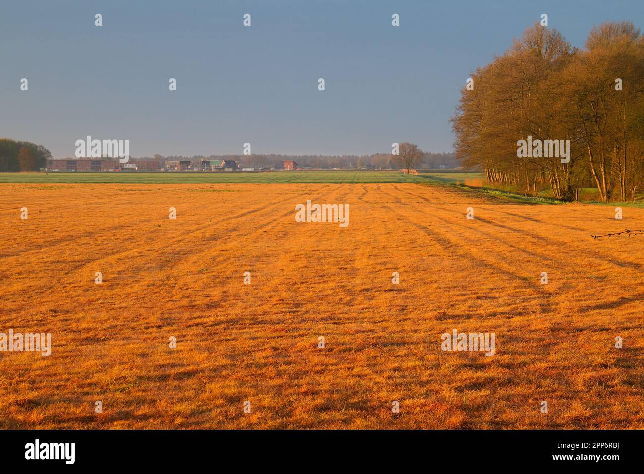 Une parcelle traitée avec du glyphosate devient très brun-orange au lever du soleil Banque D'Images