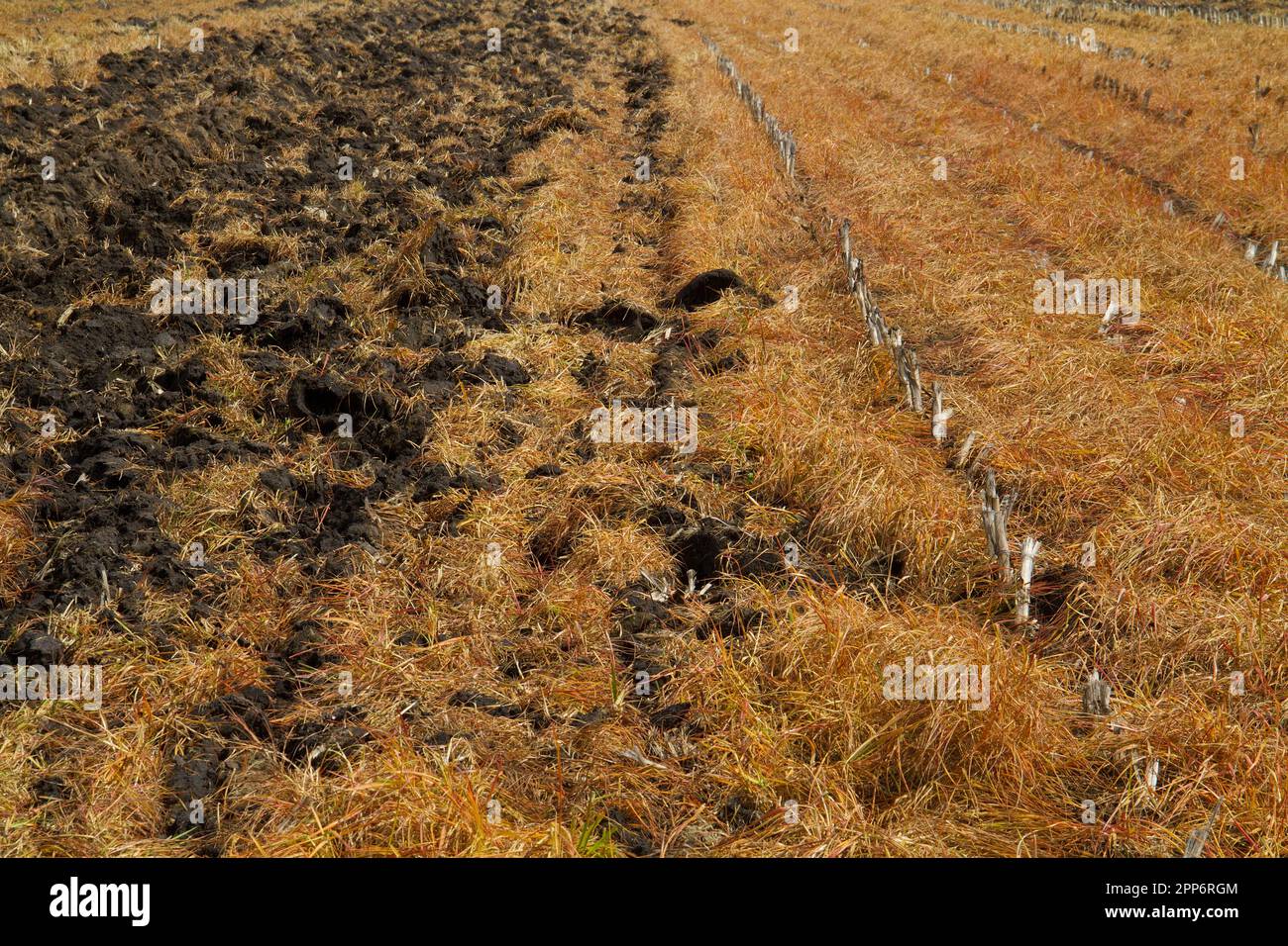 Effet de l'herbicide au glyphosate pulvérisé sur les mauvaises herbes, une récolte de capture, entre les bettes de maïs. Banque D'Images