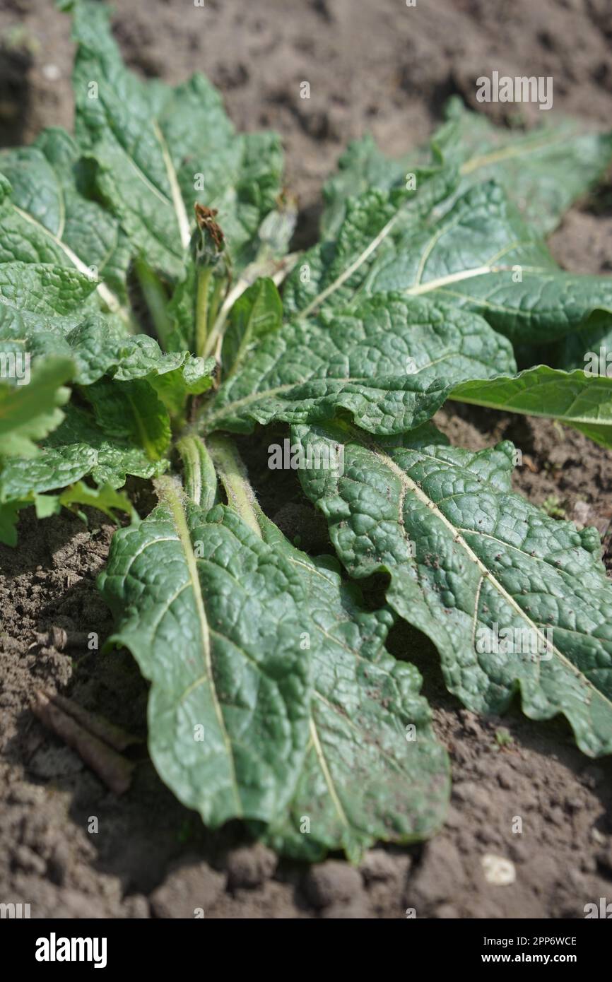 AlrauneMandrake dans le jardin d'herbes Banque D'Images