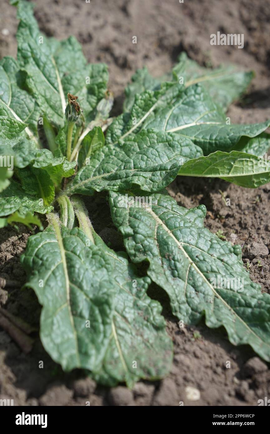 AlrauneMandrake dans le jardin d'herbes Banque D'Images